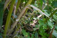 Elettaria cardamomum